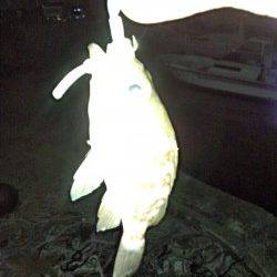 谷川　メバリングでメバル3匹　1匹は田尻漁港での釣果