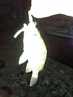 谷川　メバリングでメバル3匹　1匹は田尻漁港での釣果