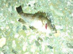 谷川　メバリングでメバル3匹　1匹は田尻漁港での釣果