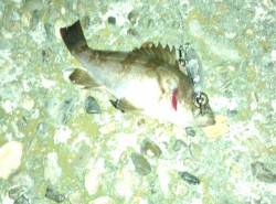 谷川　メバリングでメバル3匹　1匹は田尻漁…