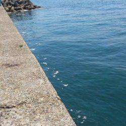 本荘人工島での探り釣りの釣果