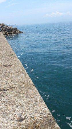 本荘人工島での探り釣りの釣果