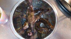 本荘人工島で探り釣り・ガシラの釣果