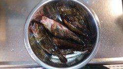 本荘人工島での探り釣りの釣果