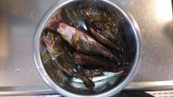 本荘人工島での探り釣りの釣果