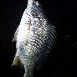 貝塚　仕事帰りのちょい投げでキビレ33cm☆