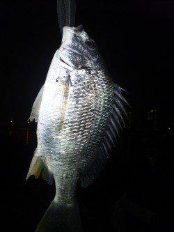 貝塚　仕事帰りのちょい投げでキビレ33cm☆