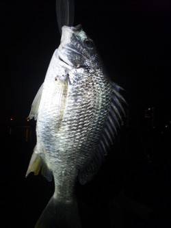 貝塚　仕事帰りのちょい投げでキビレ33cm…