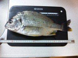 貝塚　仕事帰りのちょい投げでキビレ33cm☆