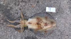 加太漁港でエギング、早朝五時前にヒット！