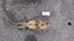 加太漁港でエギング、早朝五時前にヒット！