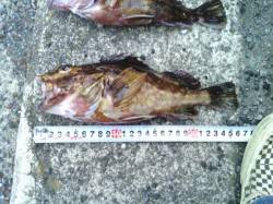 淡輪　メバリングでメバル6匹＆ガシラ最大2…