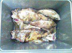 淡輪　メバリングでメバル6匹＆ガシラ最大26cmまでを5匹