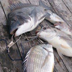 白浜の筏　チヌ・キビレ・タイなどの釣果　ラスト1投で年無し☆