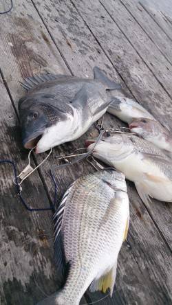 白浜の筏　チヌ・キビレ・タイなどの釣果　ラ…