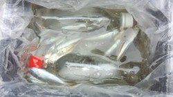 本荘人工島、サビキの釣果