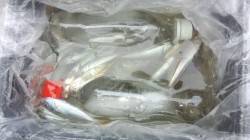 本荘人工島、サビキの釣果