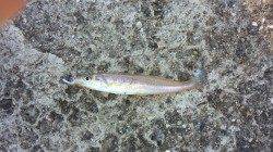 本荘人口島でのサビキ釣果