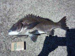 岩代　フカセでグレ＆チヌ各1枚の釣果