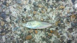 本荘人工島、サビキの釣果