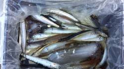 本荘人口島でのサビキ釣果