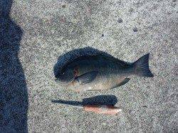 岩代　フカセでグレ＆チヌ各1枚の釣果