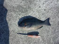 岩代　フカセでグレ＆チヌ各1枚の釣果