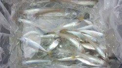 本荘人口島　餌なし遠投サビキでアジ・イワシ・キス