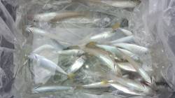 本荘人口島　餌なし遠投サビキでアジ・イワシ…