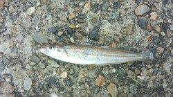 本荘人口島　餌なし遠投サビキでアジ・イワシ・キス