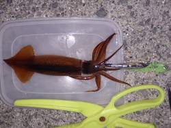 明石港、イカウキ釣りでスルメイカ2杯ＧＥＴ…