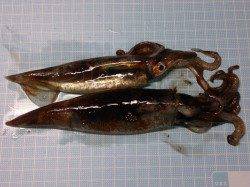 明石港、イカウキ釣りでスルメイカ2杯ＧＥＴ！