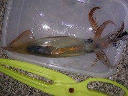 大蔵海岸、イカウキ釣りなんとかスルメイカ1杯・・・