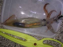 大蔵海岸、イカウキ釣りなんとかスルメイカ1…
