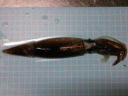 大蔵海岸、イカウキ釣りなんとかスルメイカ1杯・・・