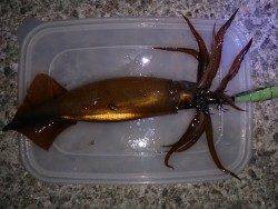 大蔵海岸ウキ釣りでスルメイカの釣果