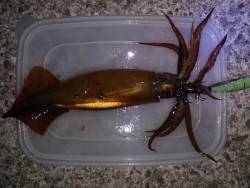 大蔵海岸ウキ釣りでスルメイカの釣果
