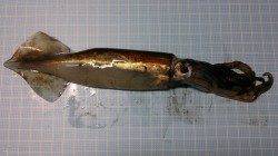 大蔵海岸ウキ釣りでスルメイカの釣果