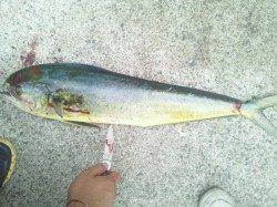 小浦一文字で念願のシイラ釣り