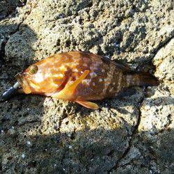 香住東港　メバリングでアコウ＆メバル　エギングは反応なし(。>д<)