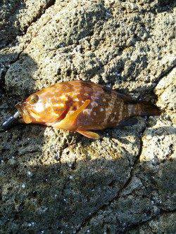 香住東港　メバリングでアコウ＆メバル　エギングは反応なし(。>д<)