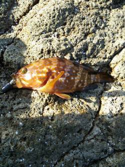 香住東港　メバリングでアコウ＆メバル　エギ…