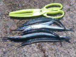 林崎漁港でサヨリ釣り、まだ群れがいないです