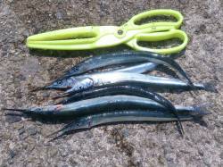 林崎漁港でサヨリ釣り、まだ群れがいないです…