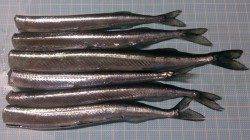 林崎漁港でサヨリ釣り、まだ群れがいないです