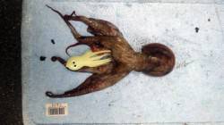 舞洲　タコジグでタコの新子1パイ☆