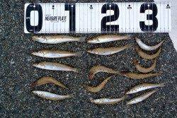 平海水浴場　夜明けからの投げ釣りでキス22匹　ピンギスが中心の模様