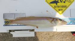 洲本で投げ釣り、ポイントまで超遠投！