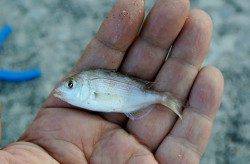 西三松の漁港でチョイ投げ、五目達成★