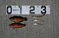 西三松の漁港でチョイ投げ、五目達成★